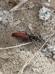 Pseudonomoneura micheneri