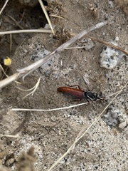 Pseudonomoneura micheneri