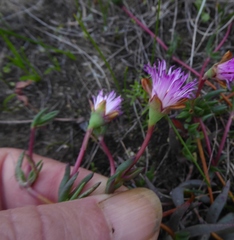 Lampranthus filicaulis