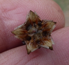 Lampranthus filicaulis