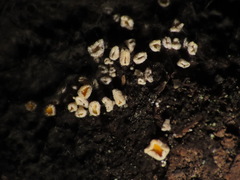 Lachnellula resinaria