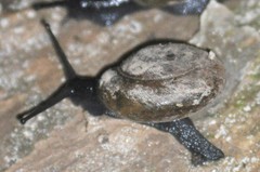 Mesomphix perlaevis
