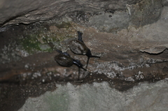 Mesomphix perlaevis