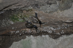 Mesomphix perlaevis
