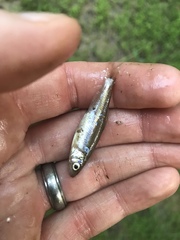 Clinostomus funduloides