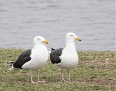 Larus marinus