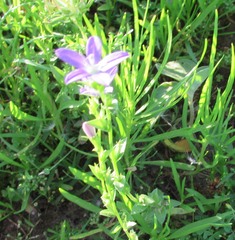 Triodanis perfoliata