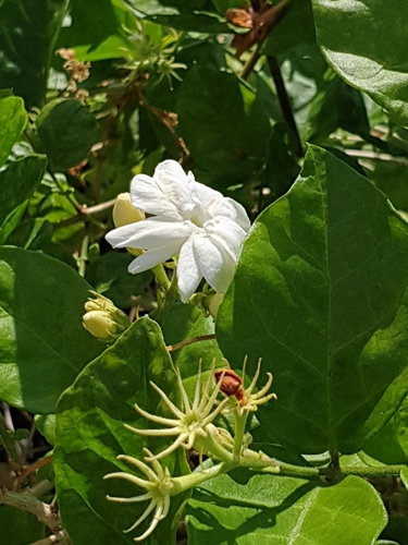 Jasminum sambac, 2022-03-28