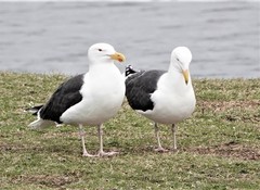 Larus marinus