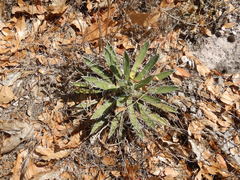 Agave parviflora