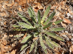 Agave parviflora