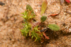 Chorizanthe procumbens