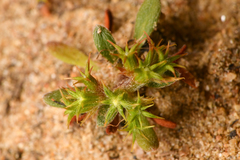 Chorizanthe procumbens