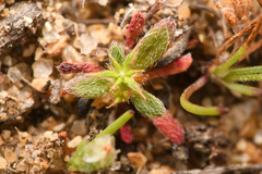 Chorizanthe procumbens