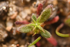 Chorizanthe procumbens