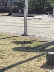 Turdus migratorius