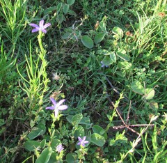Triodanis perfoliata