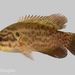 Mud Sunfish - Photo (c) Ryan, some rights reserved (CC BY-NC)