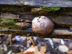 Reticularia splendens