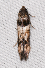 Walshia miscecolorella