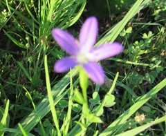 Triodanis perfoliata