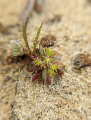 Chorizanthe procumbens
