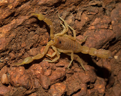Jaguajir rochae