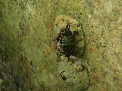 Pachygrapsus socius
