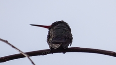 Phaeoptila sordida