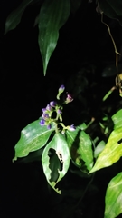 Dichorisandra hexandra