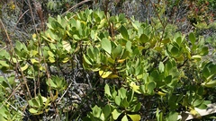 Scaevola kilaueae