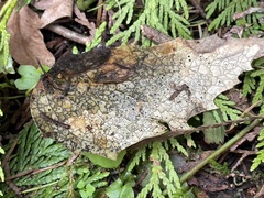 Coccomyces dentatus