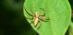 Oxyopes amoenus
