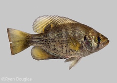 Centrarchus macropterus