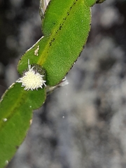 Baccharis genistelloides