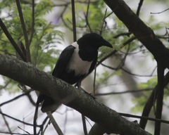 Corvus albus