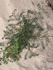 Astragalus lentiginosus