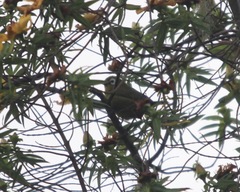 Zosterops eurycricotus