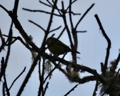 Zosterops eurycricotus