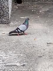 Columba livia domestica