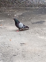 Columba livia domestica