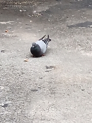 Columba livia domestica
