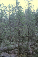 Callitris endlicheri