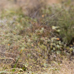 Panicum decompositum