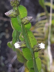 Baccharis genistelloides