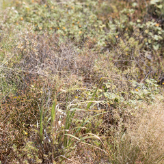 Panicum decompositum