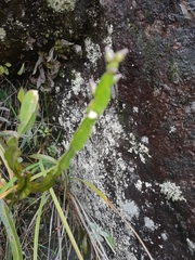 Baccharis genistelloides