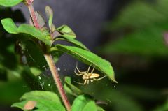 Oxyopes amoenus