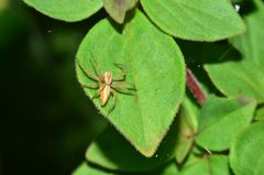 Oxyopes amoenus