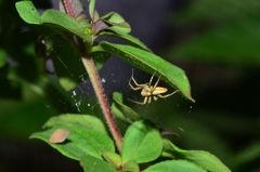 Oxyopes amoenus